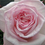 Garden Rose - Pink O'Hara