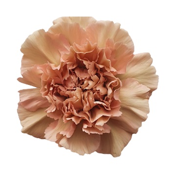 Carnations - Caramel