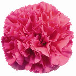 Carnations - Hot Pink