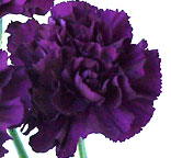 (image for) Carnations - Purple