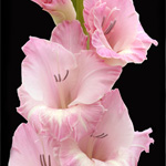 Gladiolus - Pink