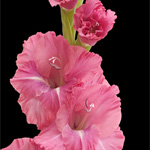 Gladiolus - Deep Pink