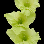 Gladiolus - Green