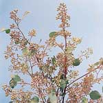 Eucalyptus - Seeded - Case
