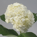Hydrangea - 5 Stems White