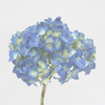 Hydrangea - 5 Stems Pale Blue