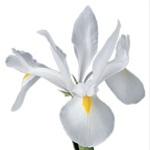 Iris - White