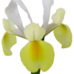 Iris - Yellow