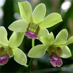 Dendrobium - 10 Stems Green