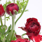 Ranunculus - Red
