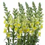 Snapdragons - Yellow