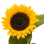 Sunflowers - Black Center