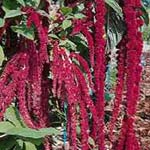 Amaranthus - Red Hanging