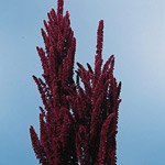 Amaranthus - Red Upright