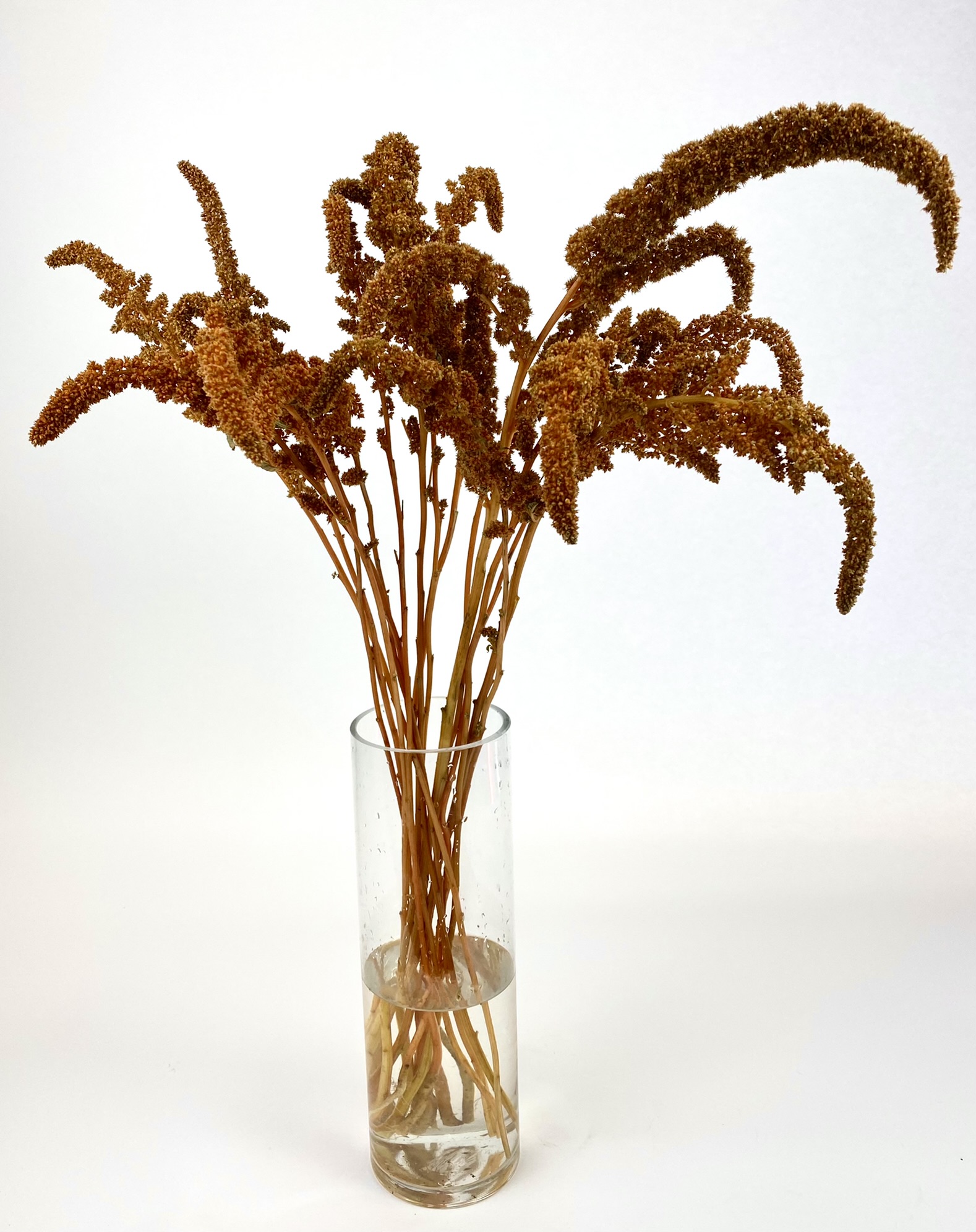 Amaranthus - Bronze Upright