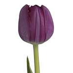 Tulips - Purple 12 Bunches