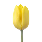 Tulips - Yellow 12 Bunches