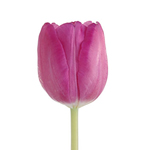 Tulips - Pink 12 Bunches