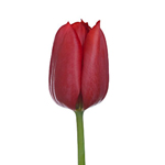 Tulips - Red 12 Bunches
