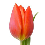Tulips - Orange 12 Bunches