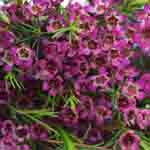 Waxflower - Purple