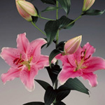 Oriental Lily - Sorbonne - Pink