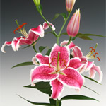 Oriental Lily - Starfighter - Vivid Pink with White Edges
