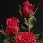 Rose - Hot Lady 40cm