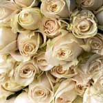 150 Cream Roses - 60cm