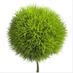 Trick - Green Ball Dianthus