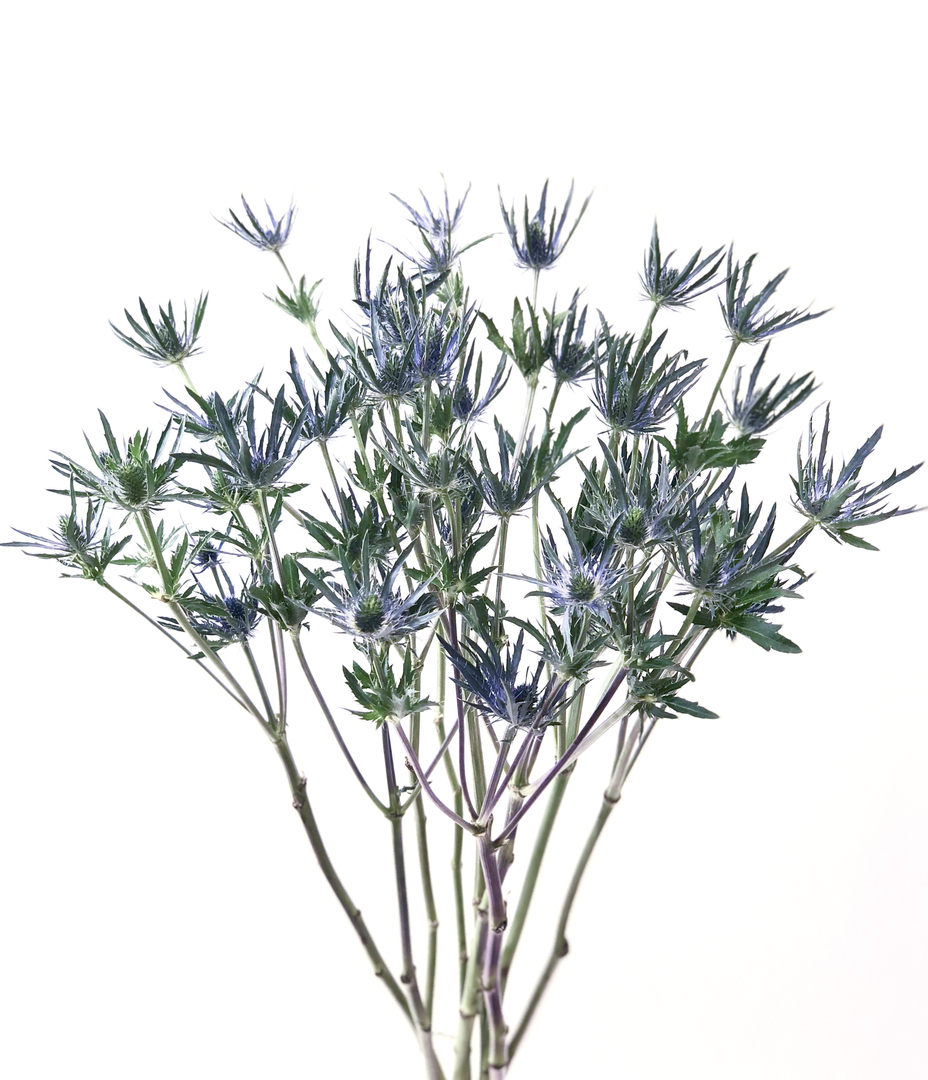 Eryngium Sea Holly Wholesale Wedding and Event Flowers Reno