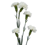 Mini Carnations - White