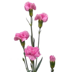 Mini Carnations - Pink