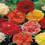 175 Carnations - Mix/Match Colors