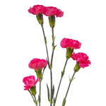 Mini Carnations - Hot Pink