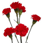 Mini Carnations - Red
