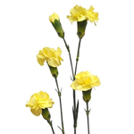 Mini Carnations - Yellow