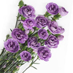 Mini Carnations - Lavender