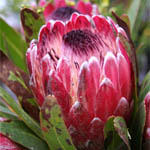 Protea - 5 Stems Pink Mink/Pink Ice