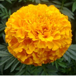 Marigolds - Yellow
