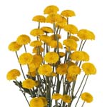 Yellow Button Poms - 14 Bunches