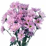 Lavender Daisy Poms - 14 Bunches