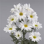 White Daisy Poms - 14 Bunches