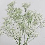 Babies Breath Million Star - 14 Bunches