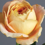 Garden Rose - Caramel Antike
