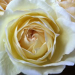 Garden Rose - Cream Piaget