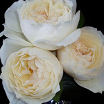 Garden Rose - Helga Piaget
