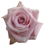 Rose Acapella 50cm - Bunch of 25 Stems