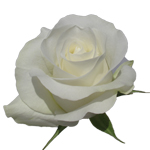 Rose Akito 40cm - Bunch of 25 Stems