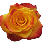 Rose Alert 50cm - Bunch of 25 Stems